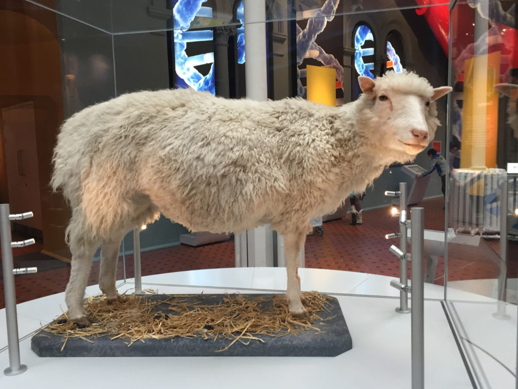 La oveja Dolly, disecada, y expuesta en el National Museum of Scotland, Edimburgo.